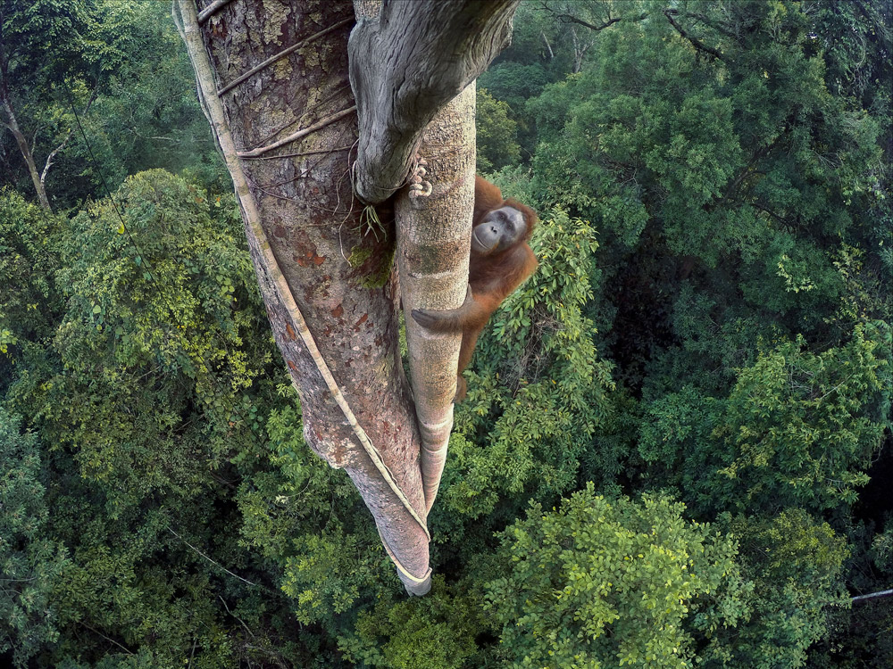 Wildlife Photographer of the Year: a Milano la più prestigiosa mostra mondiale di foto della natura