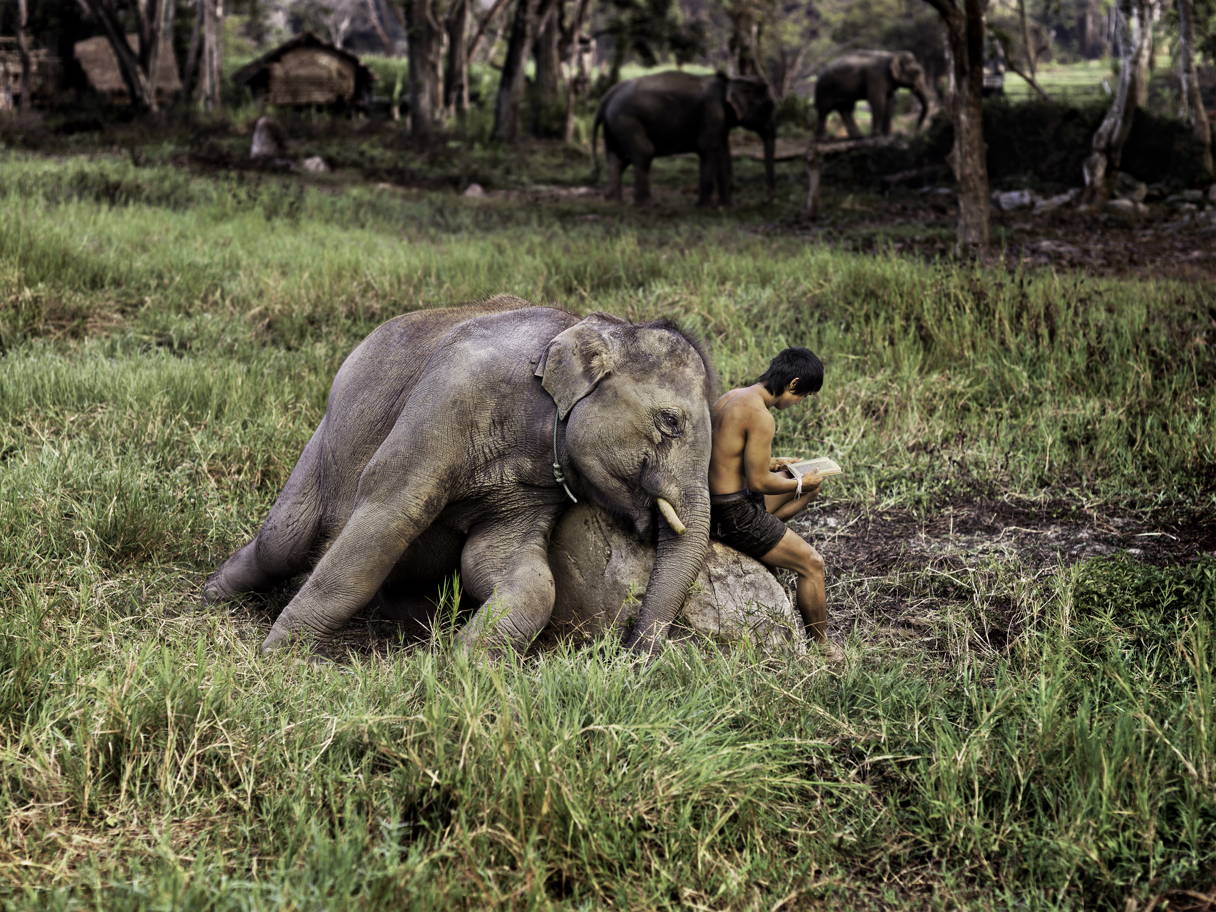 Gli animali secondo Steve McCurry sono al MUDEC con l'inedita mostra “Animals”