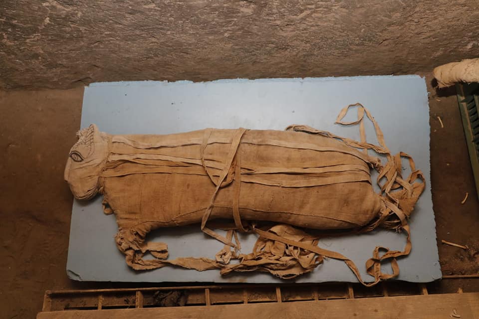 Egitto, a Saqqara ritrovate mummie di gatti e leoni. Scoperte anche 75 statue di gatti e altri animali 
