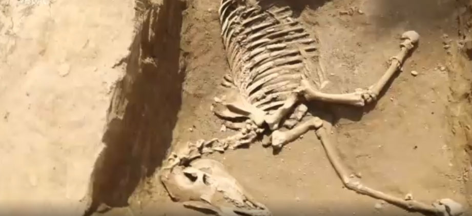 Rinvenuta a Milano una necropoli: c'è anche lo scheletro di un cavallo