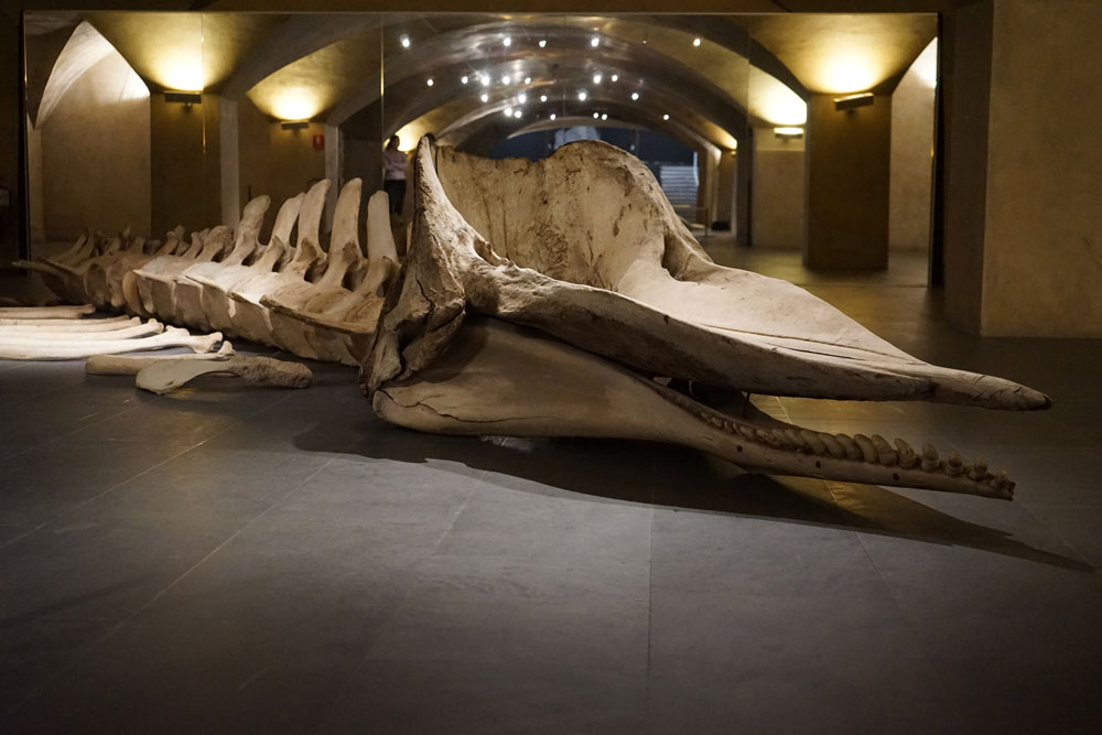 Nella cripta del Museo Marino Marini arrivano...squali e balene