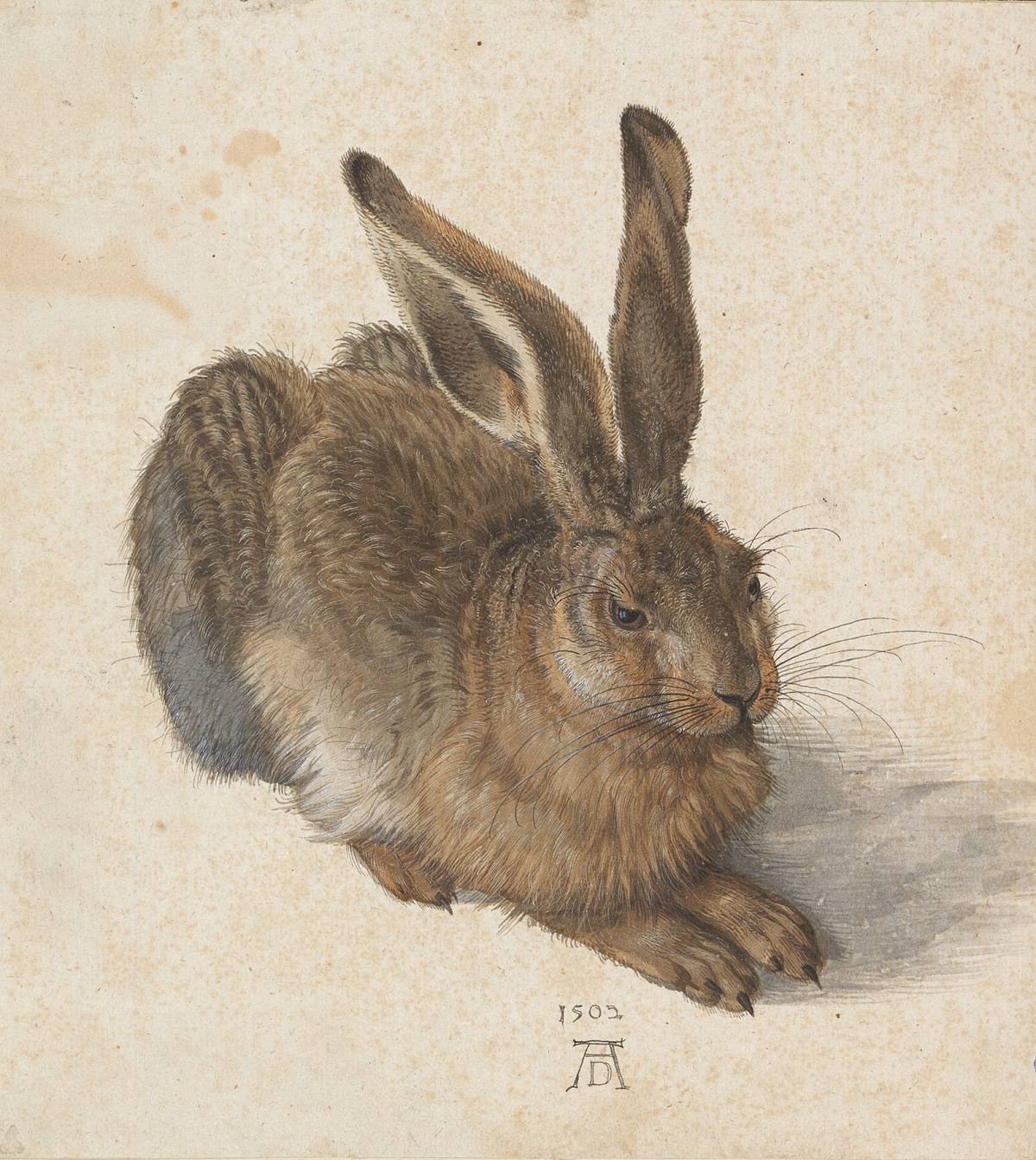 Albrecht Dürer, Leprotto (1502; acquerello e guazzo su carta, 251 x 226 mm; Vienna, Albertina) 