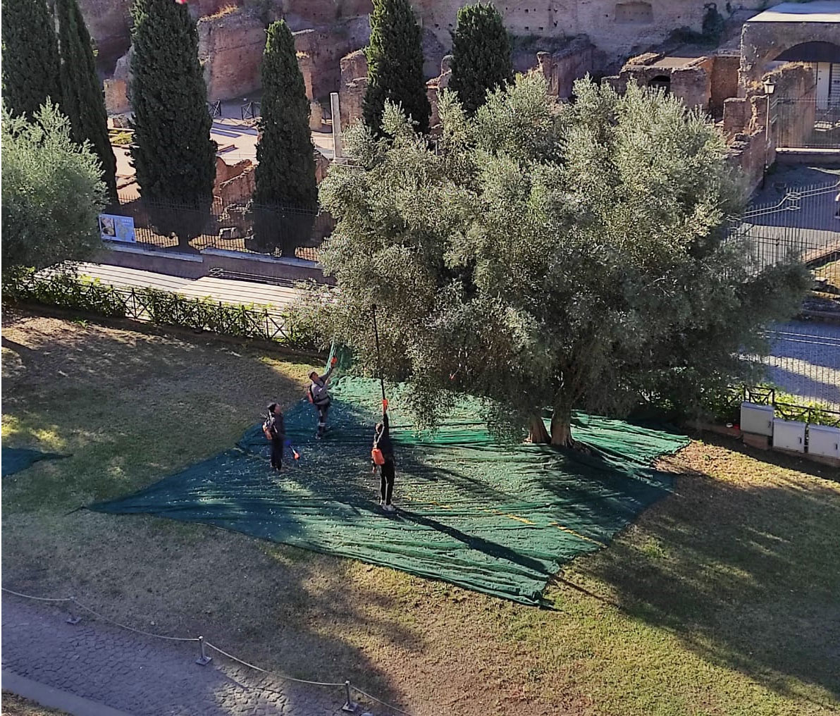 Roma, nasce l'olio del Colosseo, realizzato con le olive del Parco Archeologico