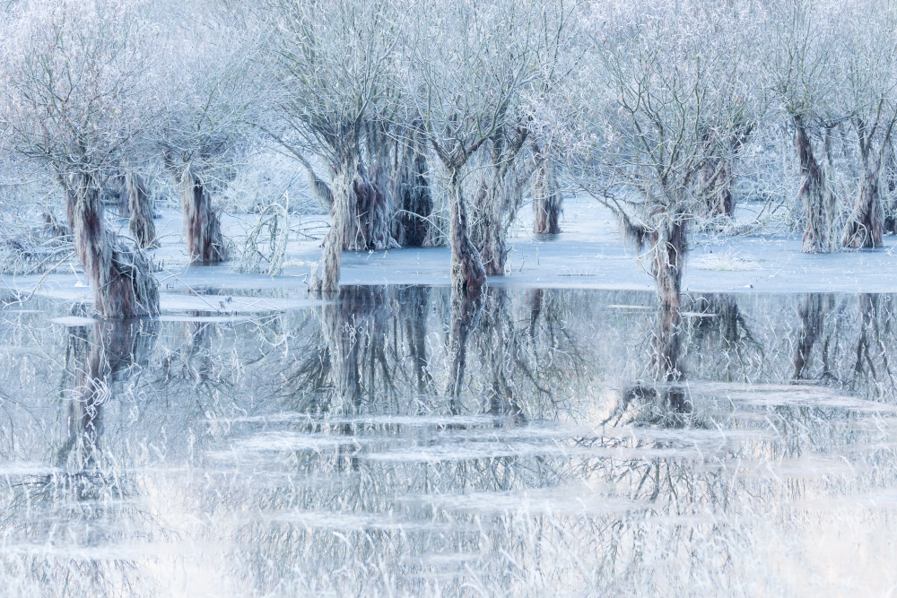 Un lago ghiacciato in ricordo dell'amico scomparso: italiano vince premio al Wildlife Photographer of the Year