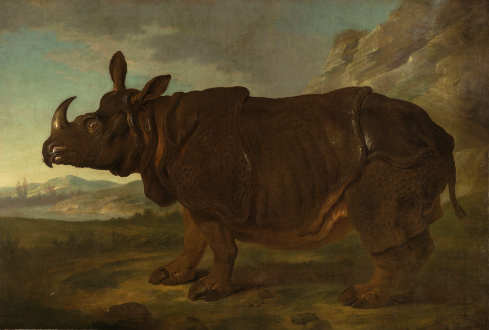 Il Rijksmuseum di Amsterdam dedica una mostra al rinoceronte più famoso della storia 