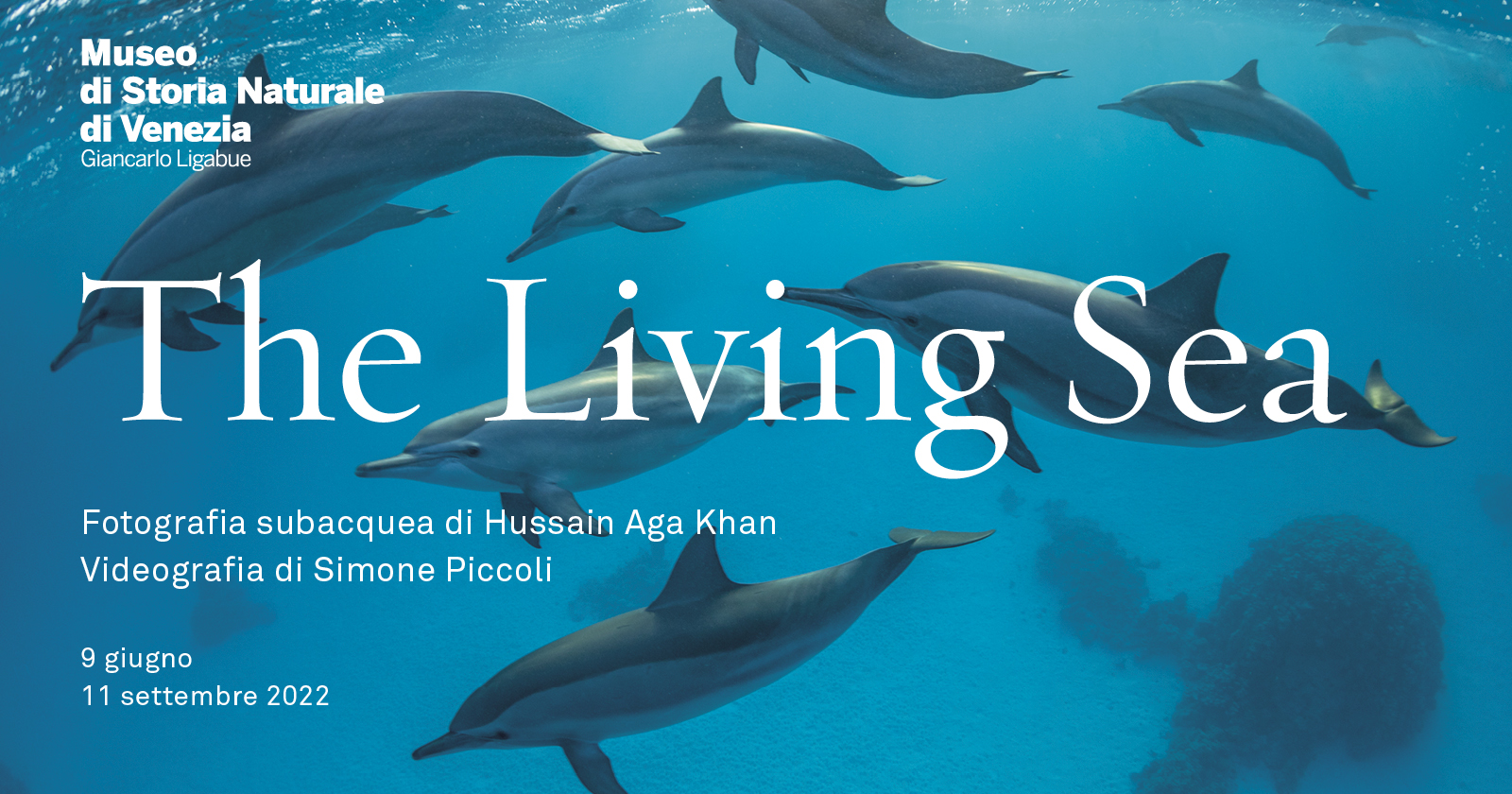 Venezia, al Museo di Storia Naturale la mostra “The Living Sea” sul mondo sottomarino di tre paesi